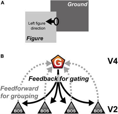 Disinhibitory circuit mediated by connections from vasoactive intestinal polypeptide to somatostatin interneurons underlies the paradoxical decrease in spike synchrony with increased border ownership selective neuron firing rate